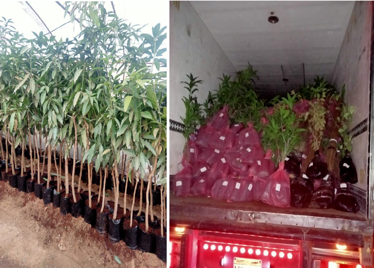 Plant Import/Export 1