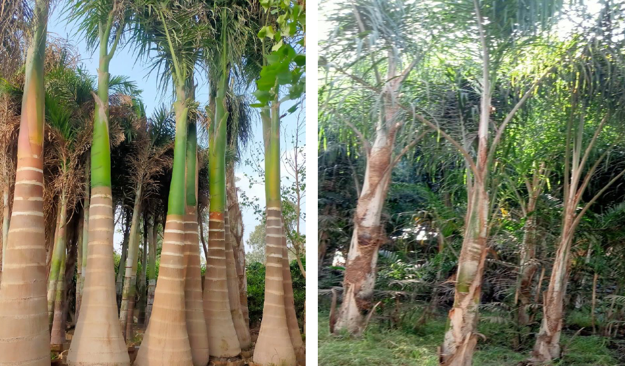 Plant Import/Export 2