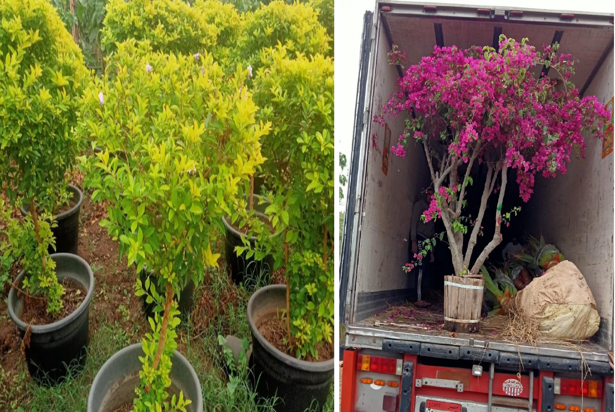 Plant Import/Export 3